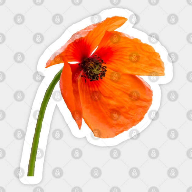 Red Poppy Sticker by Shirasaya